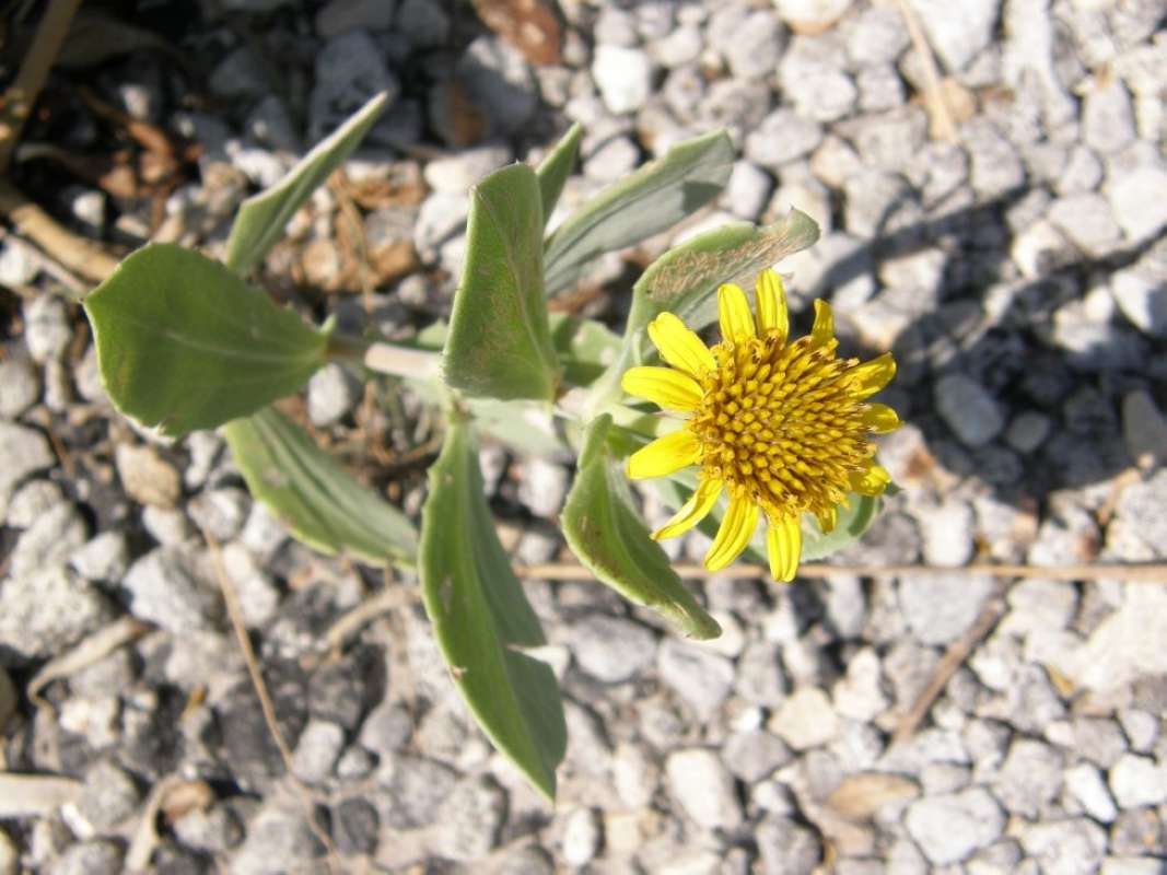 Flower - Front View<br>(Location of Picture: Rockport Boardwalk, Aransas Co, Tex)