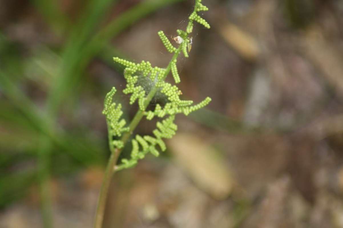 Reproduction<br>(Location of Picture: Lake Tawakoni, Hunt Co, Texas, 2011)