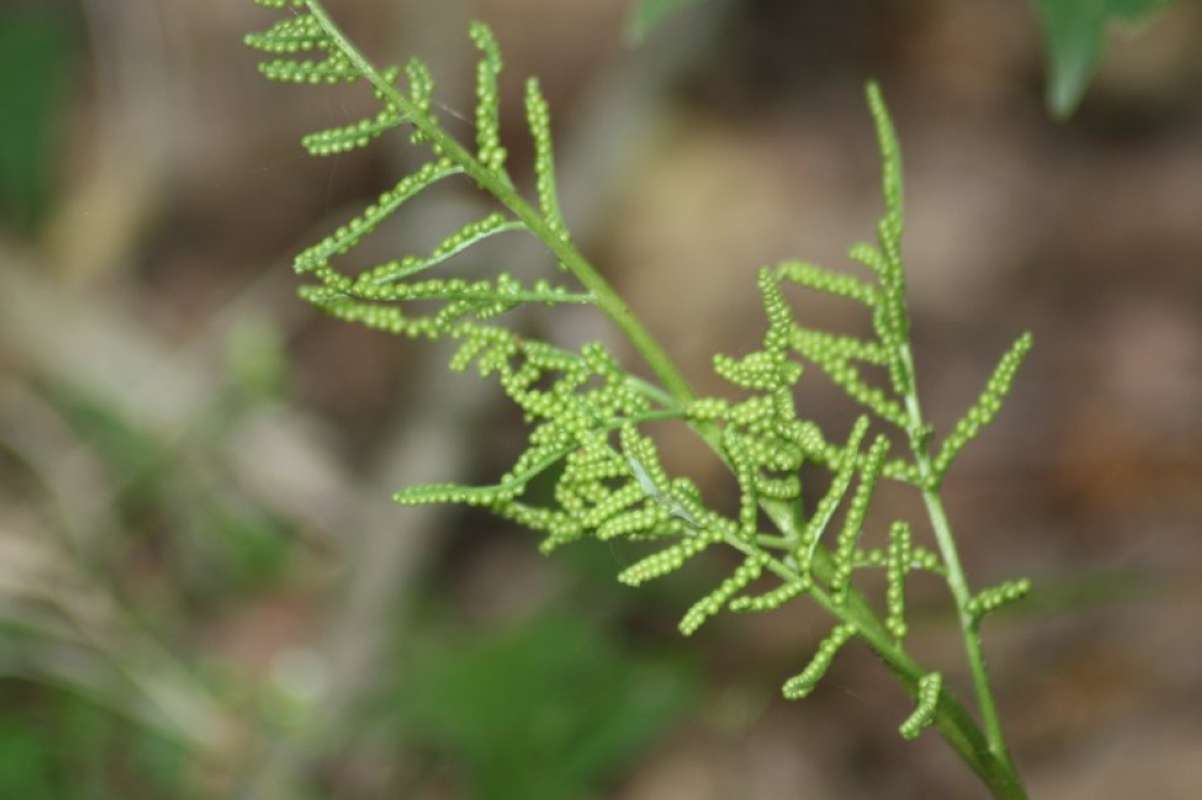 Reproduction - Close View<br>(Location of Picture: Lake Tawakoni, Hunt Co, Texas, 2011)