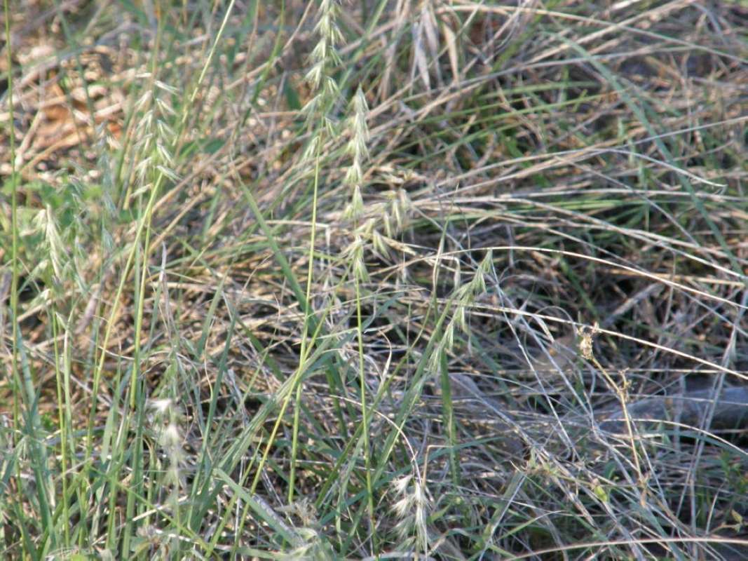 Habitat View<br>(Location of Picture: Eagle Mt. Park, Texas, 2011)