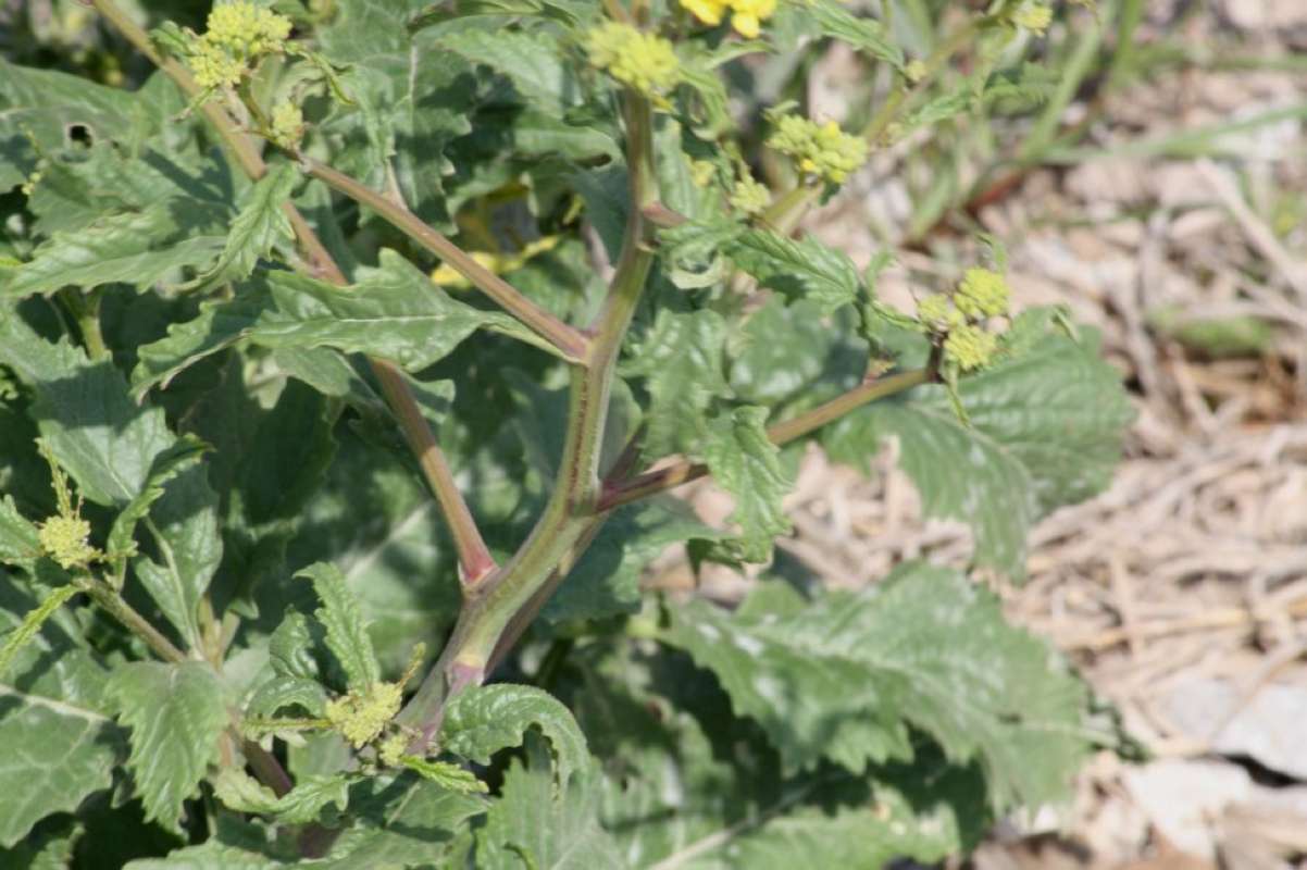 Stem<br>(Location of Picture: Cleburne, Johnso Co, Tex, 2011)