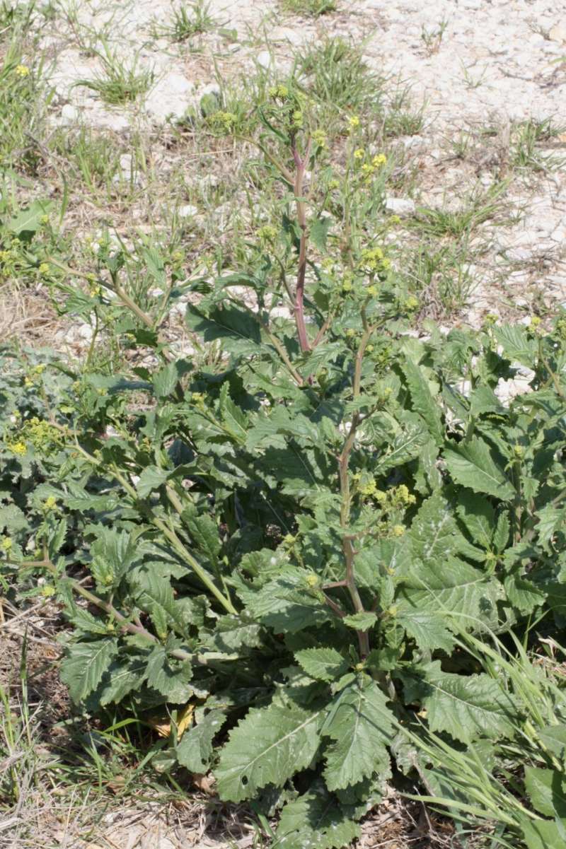 Silhouette<br>(Location of Picture: Cleburne, Johnso Co, Tex, 2011)