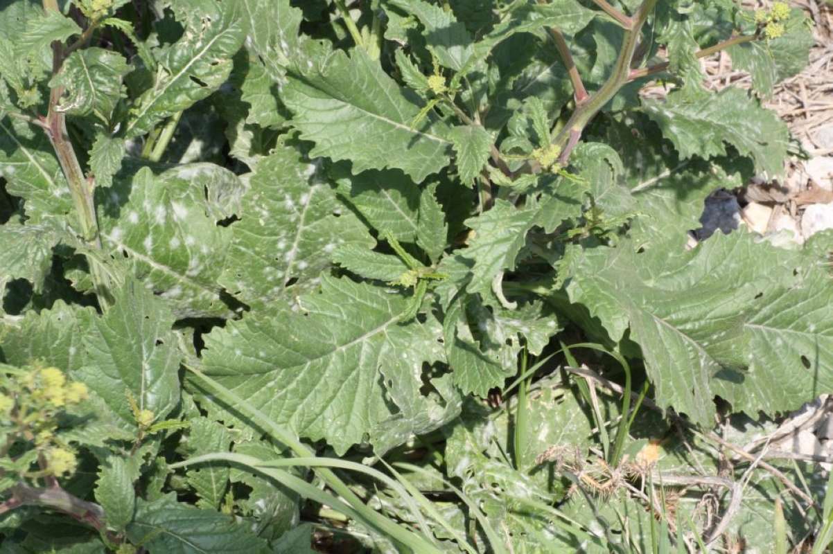 Leaves<br>(Location of Picture: Cleburne, Johnso Co, Tex, 2011)