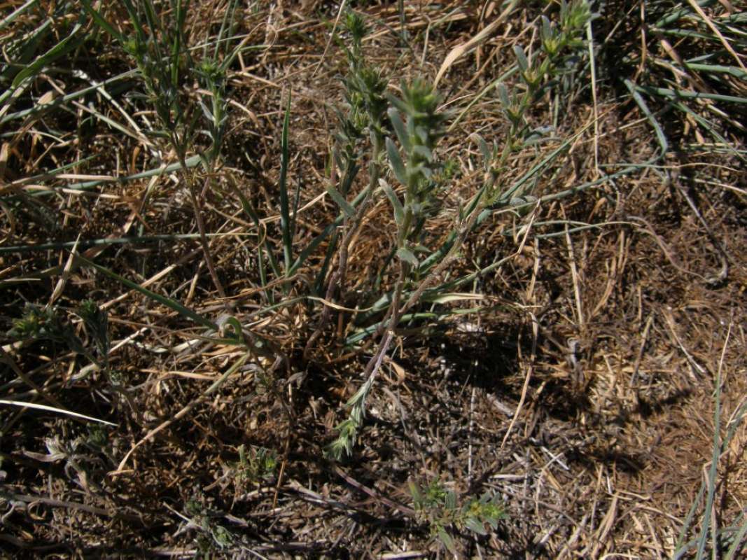 Habitat<br>(Location of Picture: Brownwood, Brown Co, Tex, 2011)