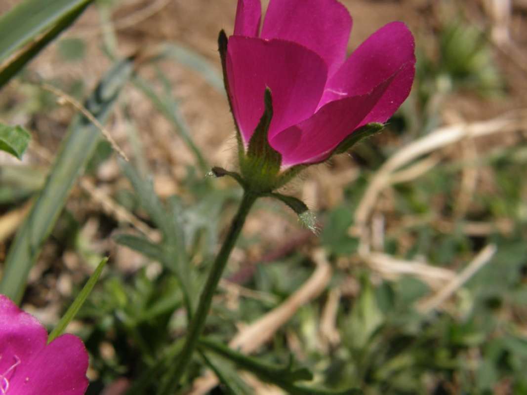 Flower - Side View<br>(Location of Picture: Parker Co. Texas, 2011)
