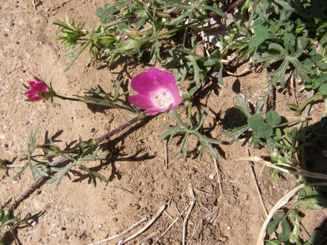 Habitat<br>(Location of Picture: Parker Co. Texas, 2011)