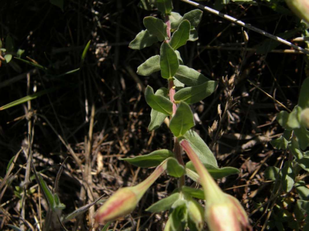 Leaves  and Stem<br>(Location of Picture: Texas, 2011)
