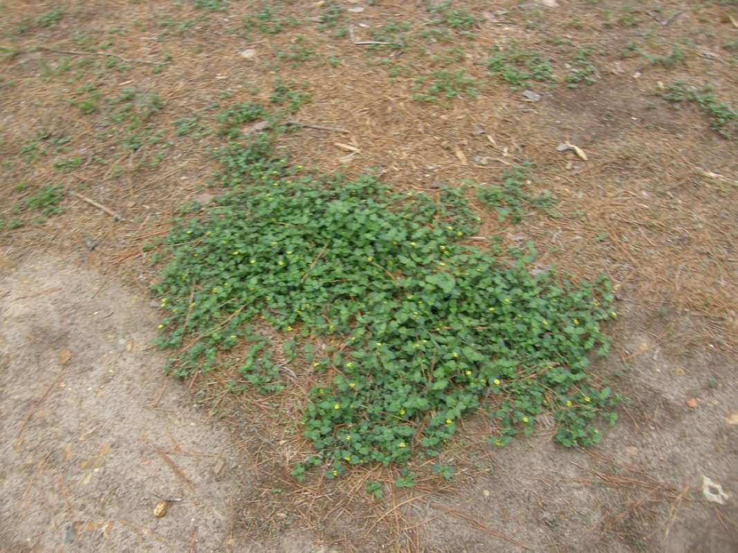 Habitat View<br>(Location of Picture: Goliad SP, Goliad Co, Texas, 2011)