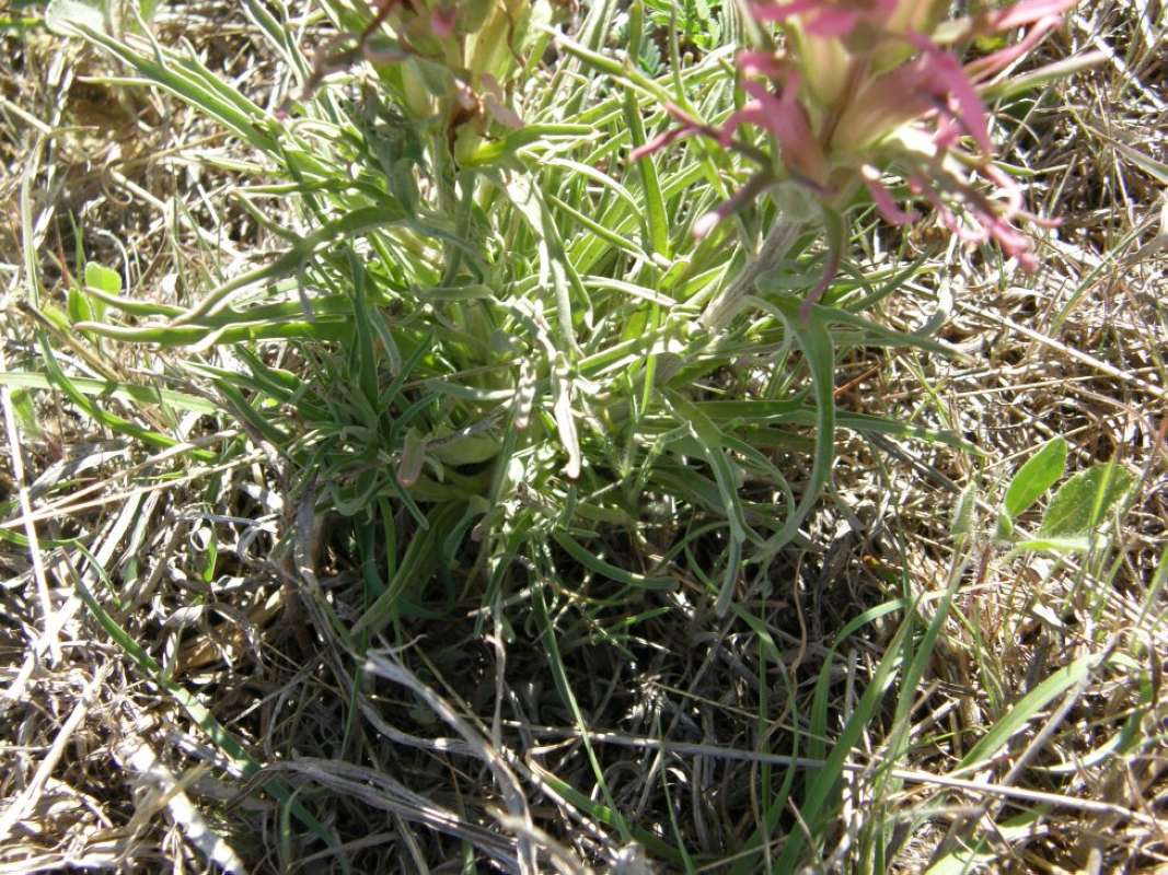 Leaves<br>(Location of Picture: Brownwood, Brown Cnty, Tx, USA, '11)