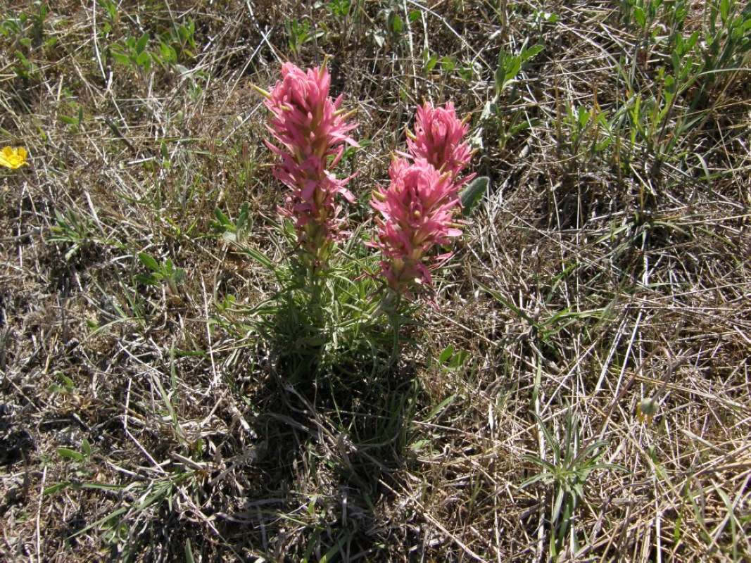 Habitat<br>(Location of Picture: Brownwood, Brown Cnty, Tx, USA, '11)