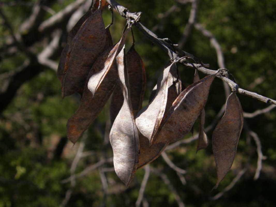 Pods<br>(Location of Picture: Eagle Mnt Park, Tarrant Co, Tx, '11)