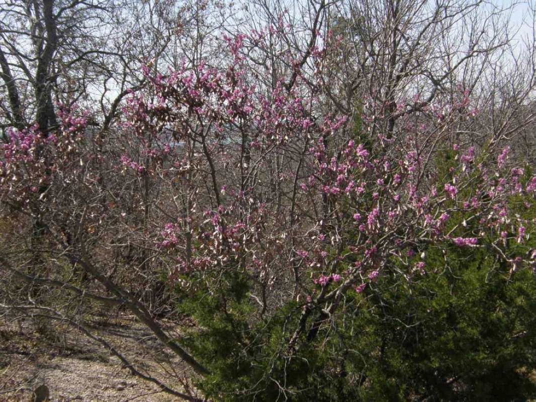 Habitat<br>(Location of Picture: Eagle Mnt Prk, Tarrant Co, Tex, '11)