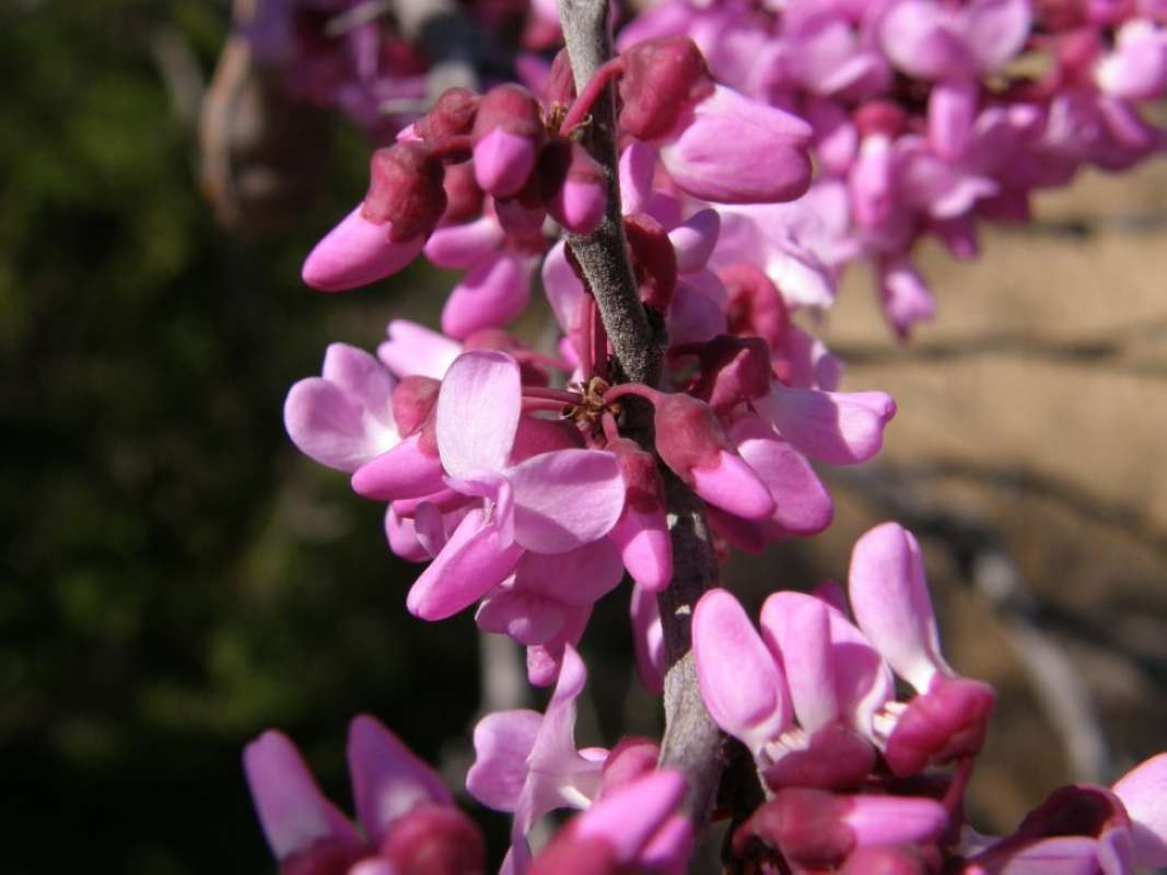 Flowers - Close View<br>(Location of Picture: Eagle Mnt Prk, Tarrant Co, Tex, '11)