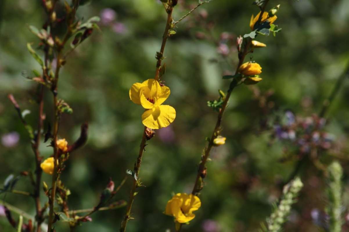 Top of Plant in Bloom<br>(Location of Picture: Eastern Texas, 2011)