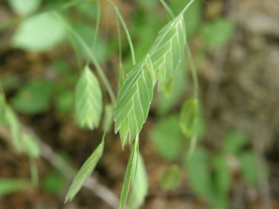 Flat Spikelets<br>(Location of Picture: Nature Center, Tarrant Co, Tx, 2011)