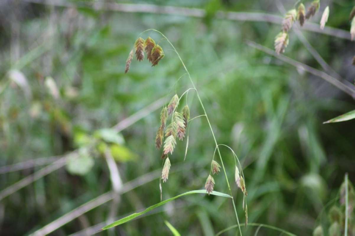Top of Plant in Bloom<br>(Location of Picture: Nature Center, Tarrant Co, Tx, 2011)