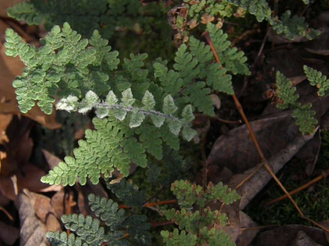 Close View of Frond<br>(Location of Picture: Fossil Hill, Montague Co, Tx, 2011)