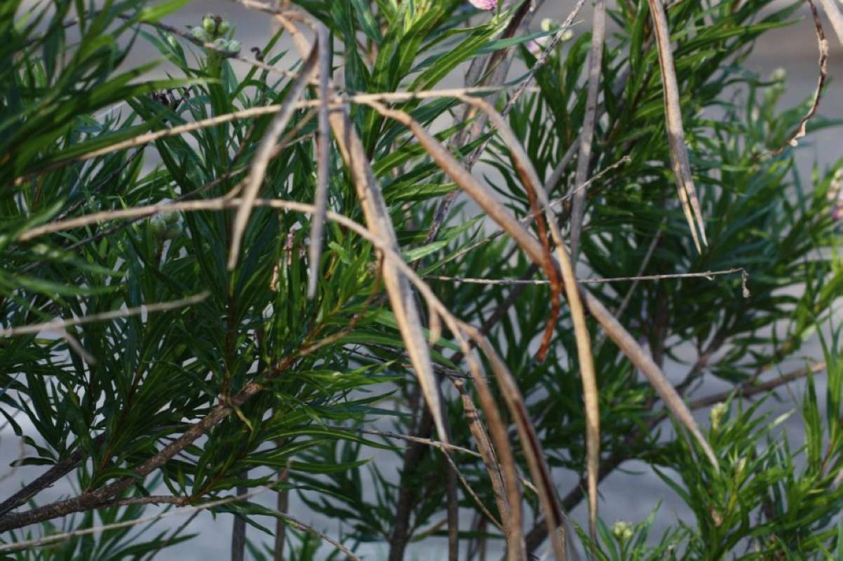 Pods<br>(Location of Picture: Nature Center, Tarrant Co, Tx, 2011)