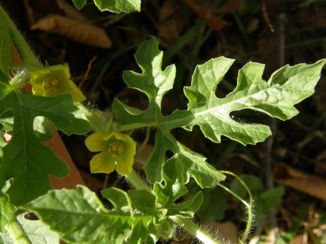 Leaf<br>(Location of Picture: Back Road, Parker Co, Tx, 2011)