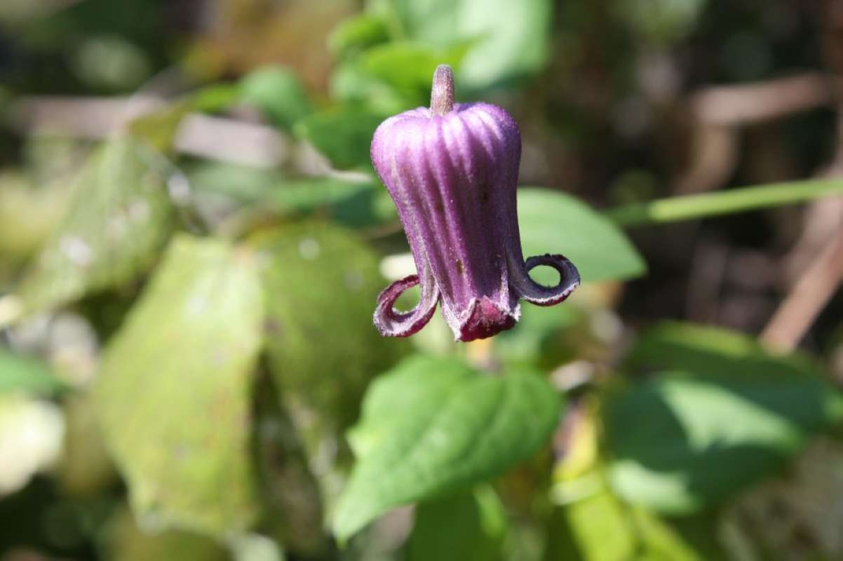 Flower - Side View<br>(Location of Picture: Nature Center, Tarant Co, Tx, 2011)