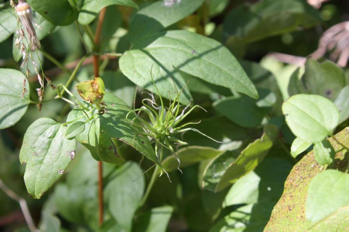 Fruit<br>(Location of Picture: Nature Center, Tarant Co, Tx, 2011)