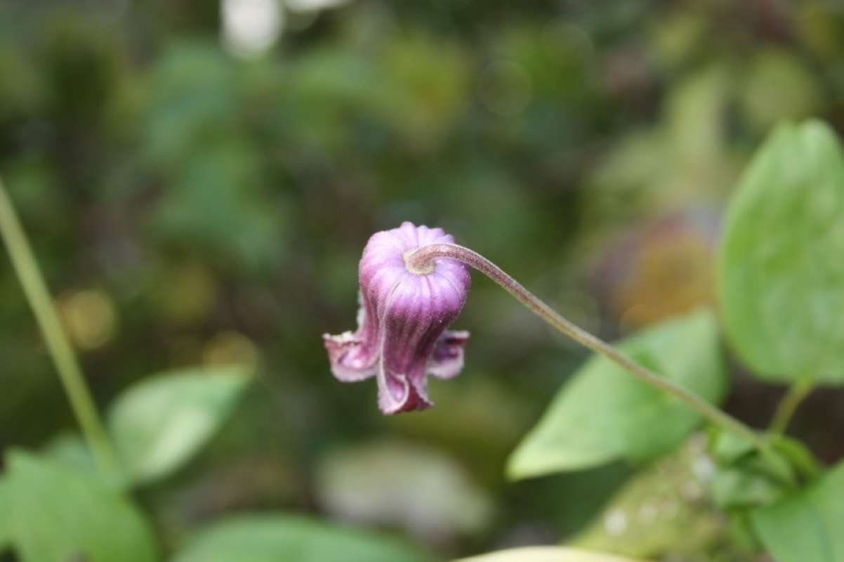 Flower - Rear View<br>(Location of Picture: Nature Center, Tarant Co, Tx, 2011)