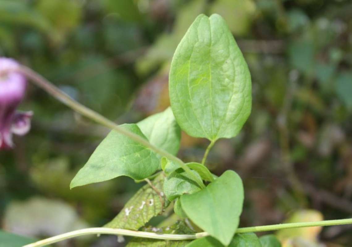 Leaf<br>(Location of Picture: Nature Center, Tarant Co, Tx, 2011)
