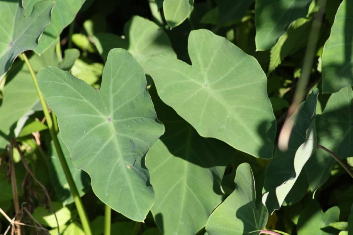 Leaf<br>(Location of Picture: San Marcos, Hayes Co, Tz, USA, 2011)