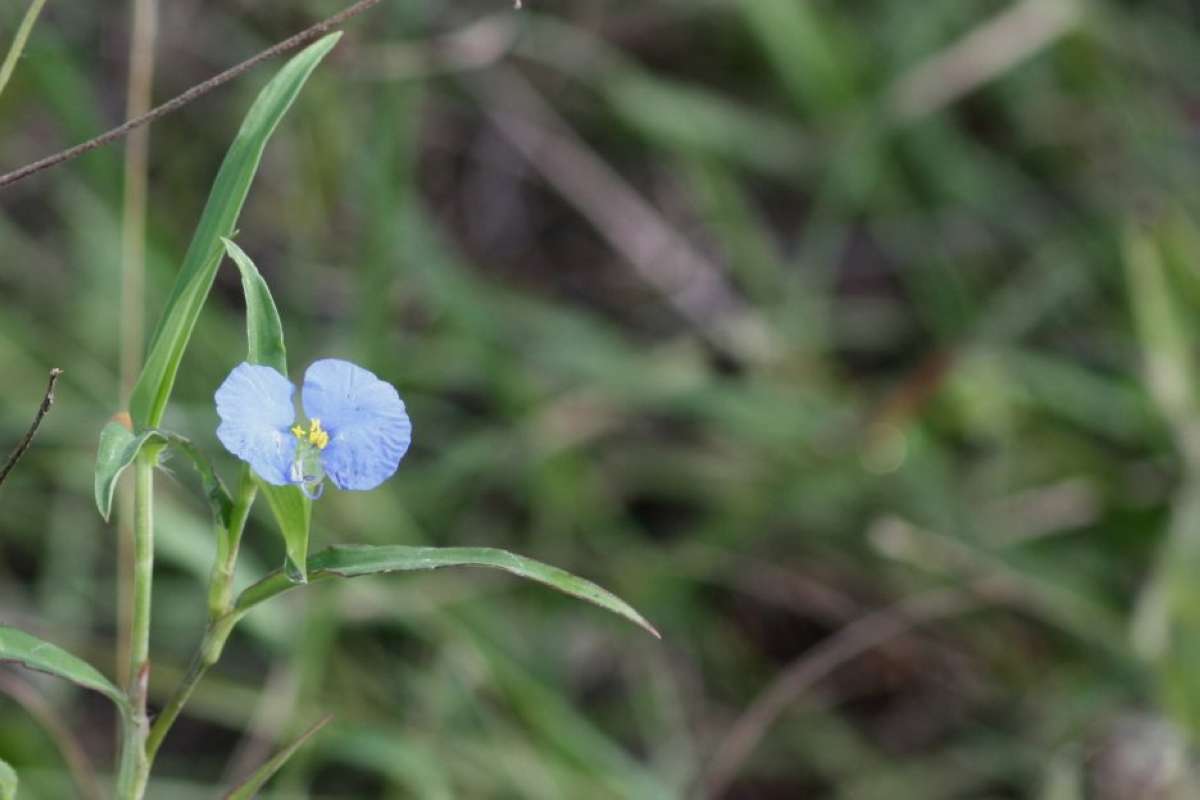 Stem<br>(Location of Picture: Texas)
