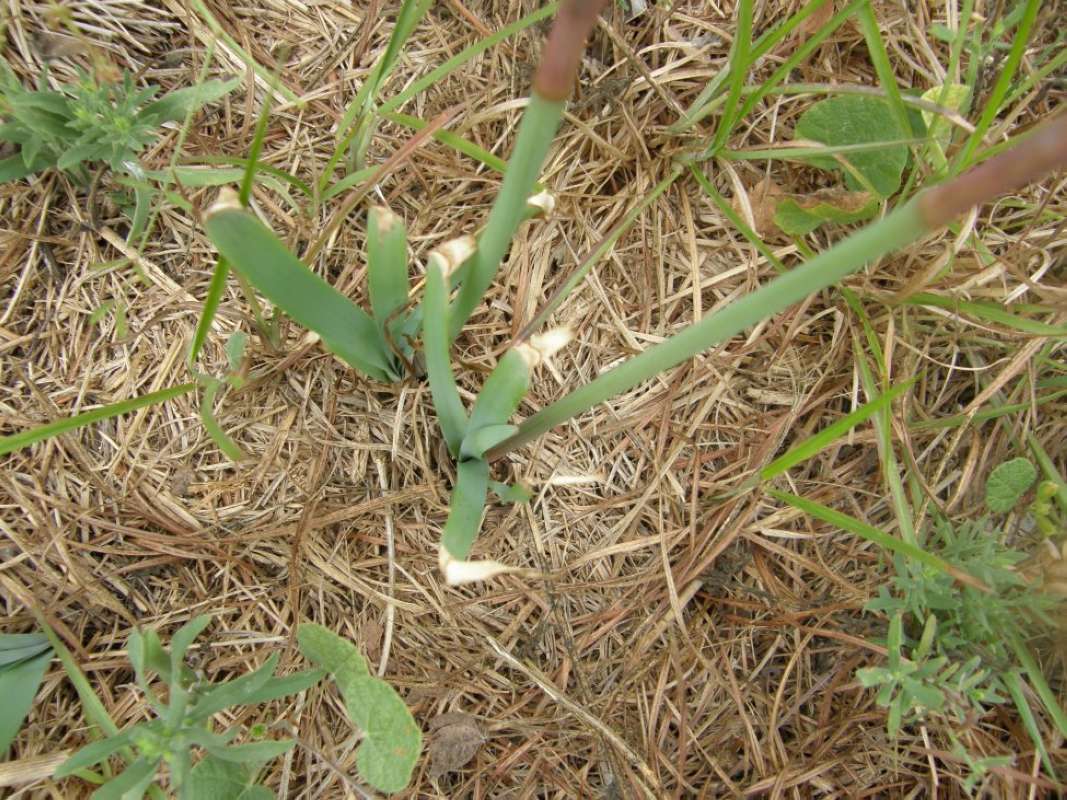 Leaves<br>(Location of Picture: Goliad SP, Goliad County, Tx, 2011)