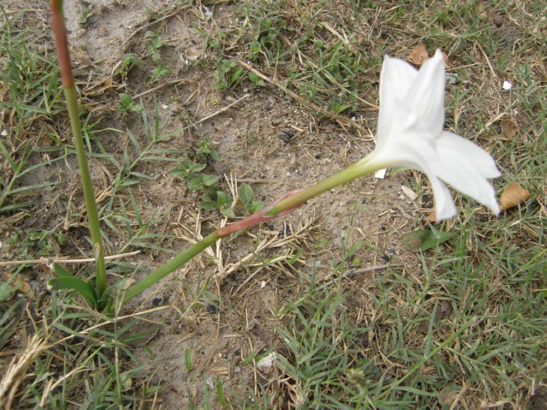 Flower - Side View<br>(Location of Picture: Goliad SP, Goliad County, Tx, 2011)