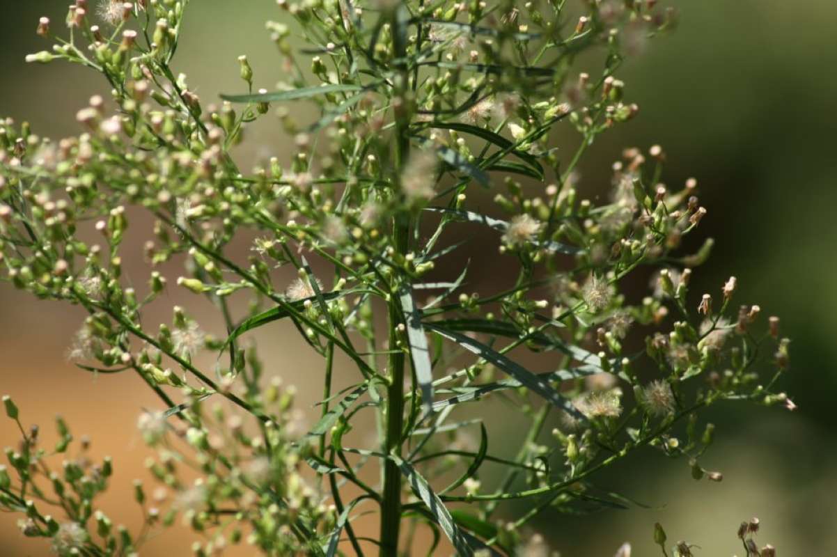 Leaves<br>(Location of Picture: East Texas, 2011)