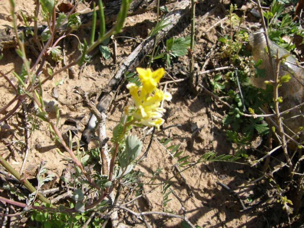 Habitat View<br>(Location of Picture: Parker Co, Texas, 2011)