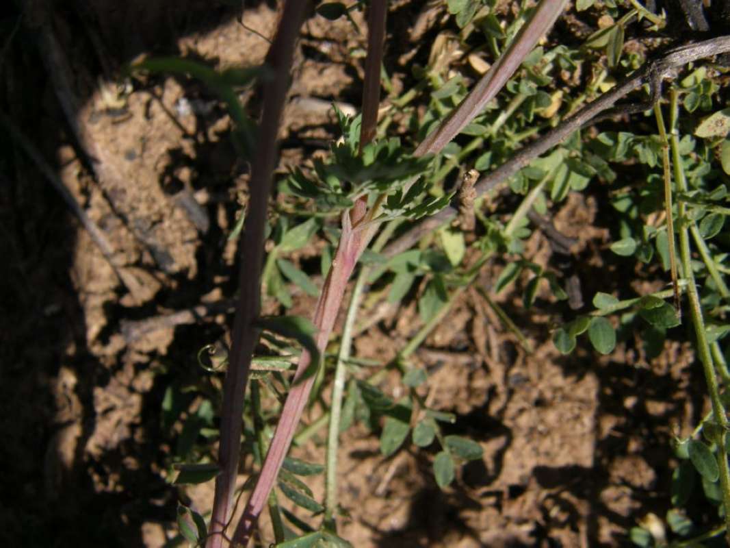 Stem<br>(Location of Picture: Parker Co, Texas, 2011)