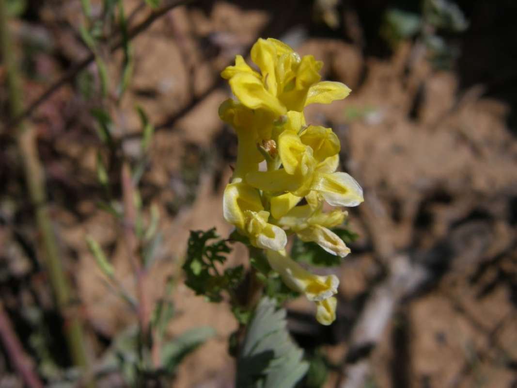 Flower Head<br>(Location of Picture: Parker Co, Texas, 2011)
