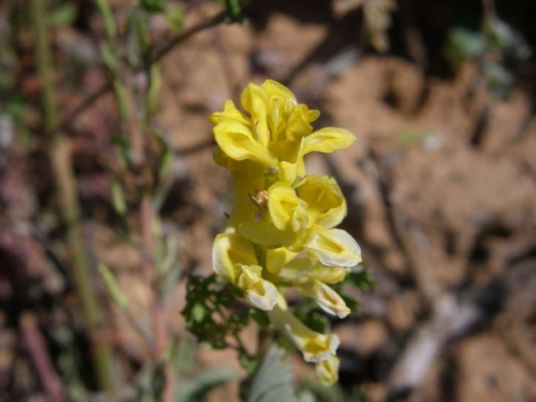 Flowers - Close View<br>(Location of Picture: Parker Co, Texas, 2011)