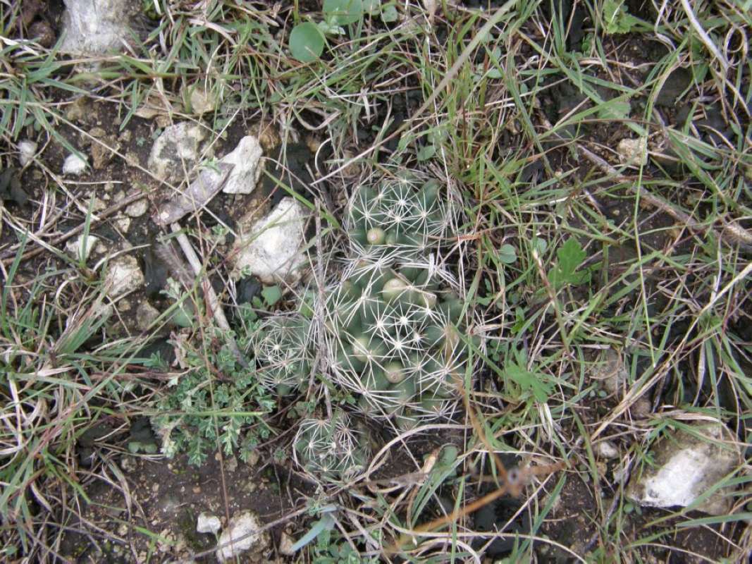 Habitat<br>(Location of Picture: Bear Crrek, Parker Co, Tx, 2011)