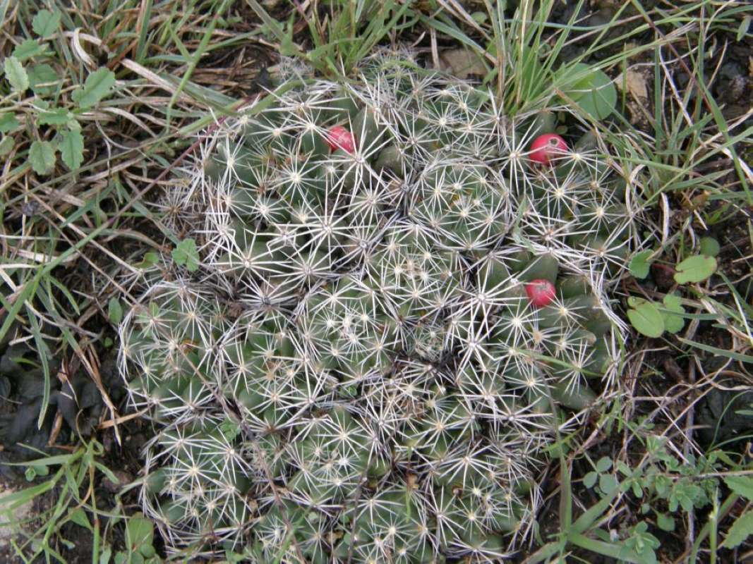 Top of Plant in Fruit<br>(Location of Picture: Bear Crrek, Parker Co, Tx, 2011)