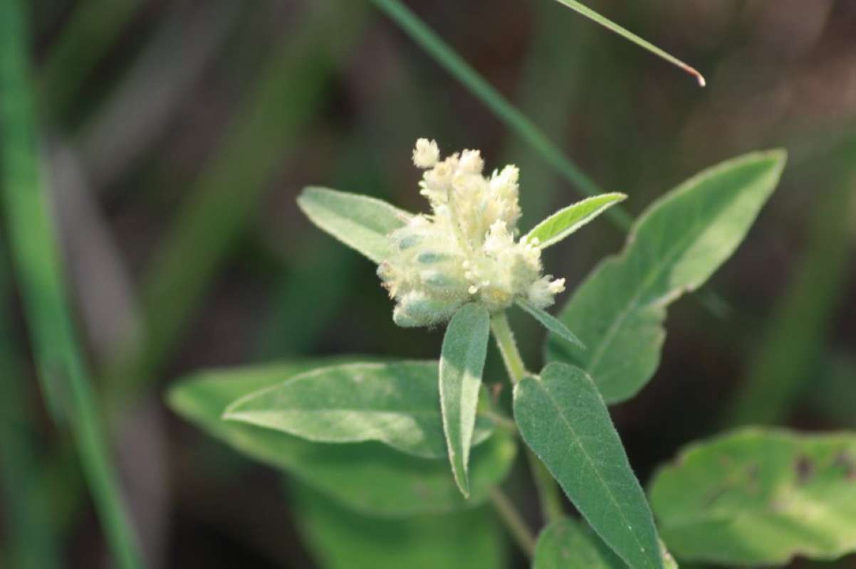 Top of Plant in Bloom<br>(Location of Picture: Lake Tawakoni, Hunt Co, Tx, 2011)