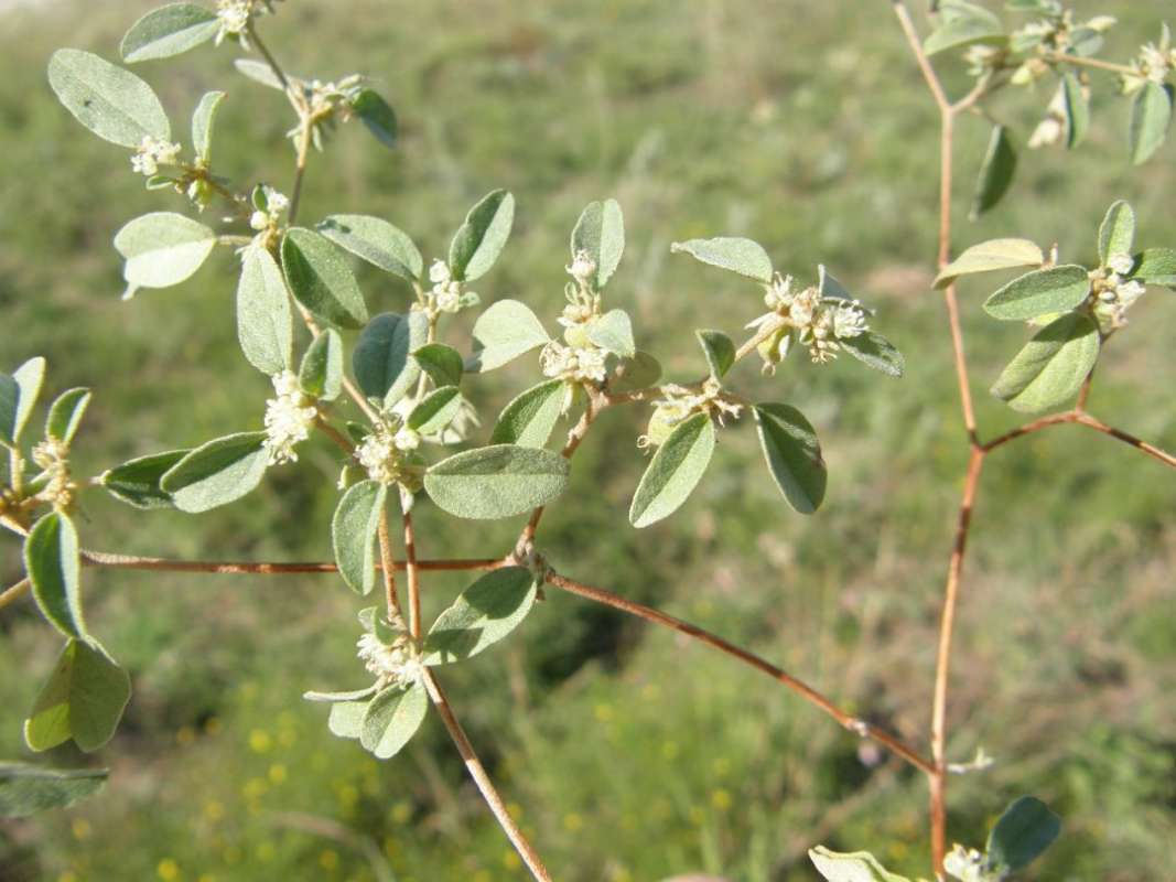 Leaves<br>(Location of Picture: Bear Creek, Parker Co, Texas, 2011)