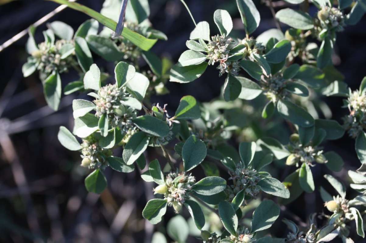Top of Plant in Bloom<br>(Location of Picture: LBJ Grassland, Wise Co, Texas, 2011)