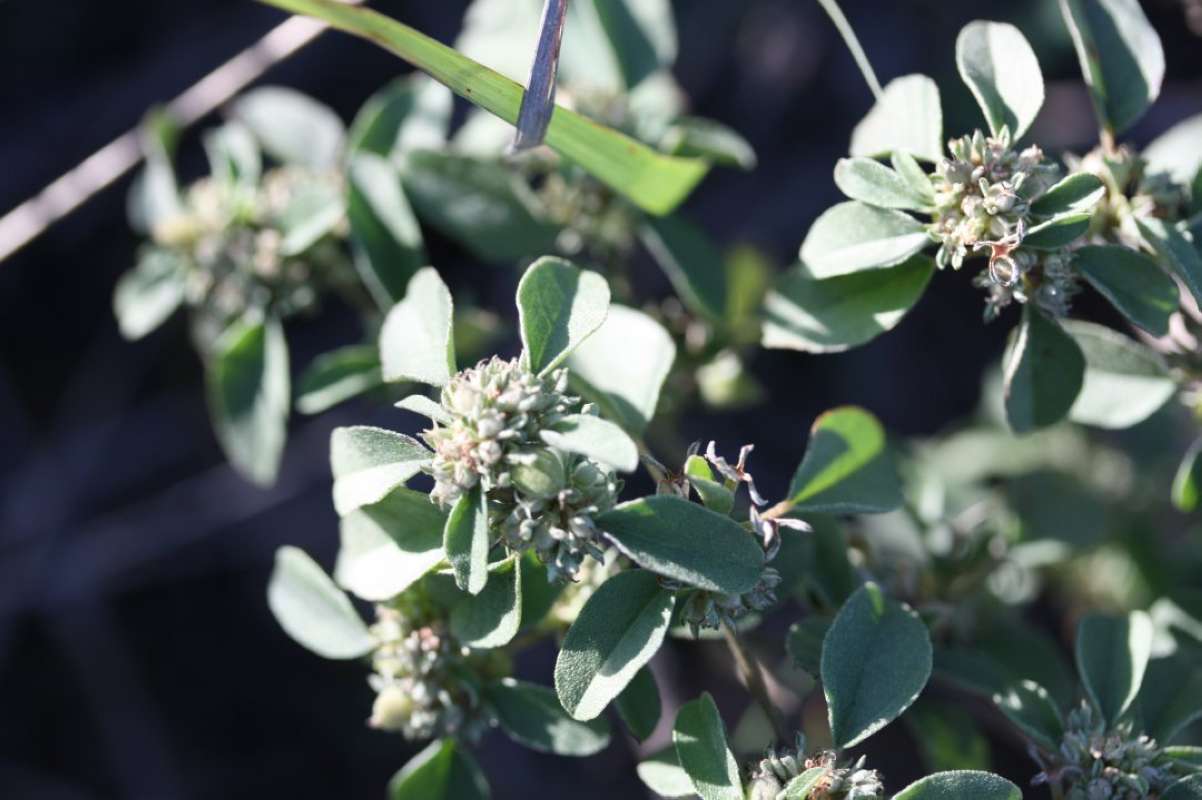 Flower Head<br>(Location of Picture: LBJ Grassland, Wise Co, Texas, 2011)