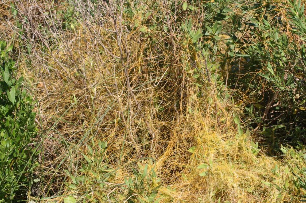 Top of Plant<br>(Location of Picture: Aransas, Texas, 2011)