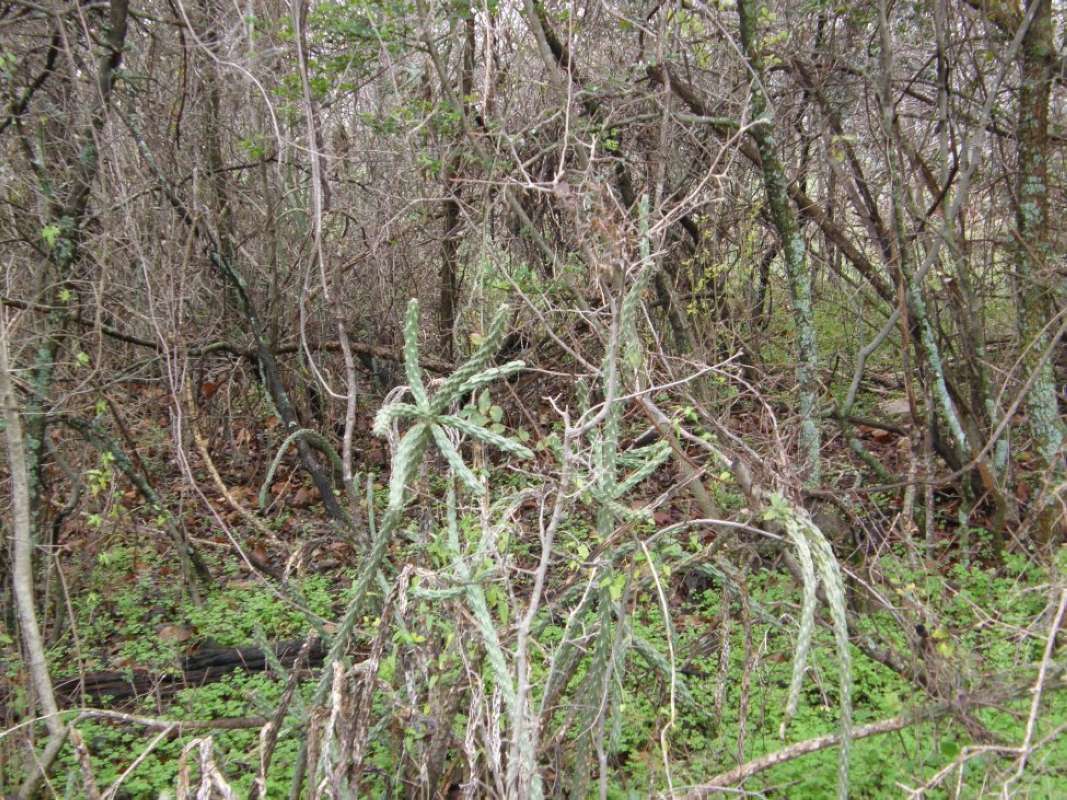 Habitat<br>(Location of Picture: Eagle Mnt Park, Tarrant Co, Tx, '11)