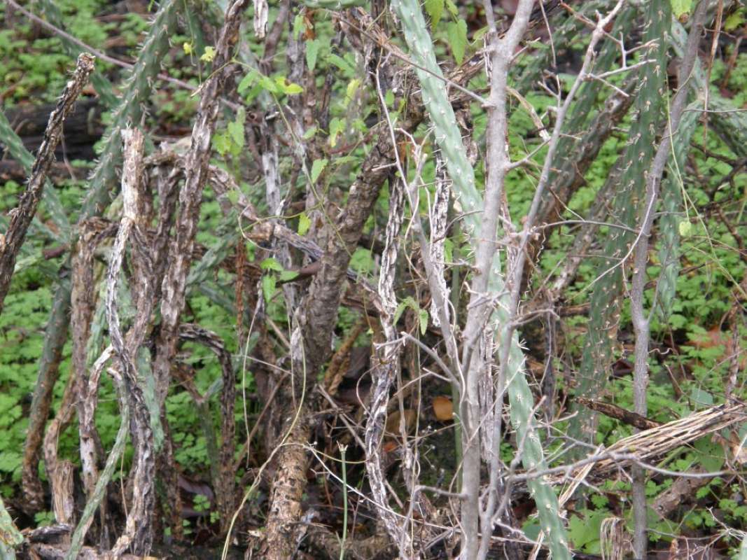 Stems<br>(Location of Picture: Eagle Mnt Park, Tarrant Co, Tx, '11)