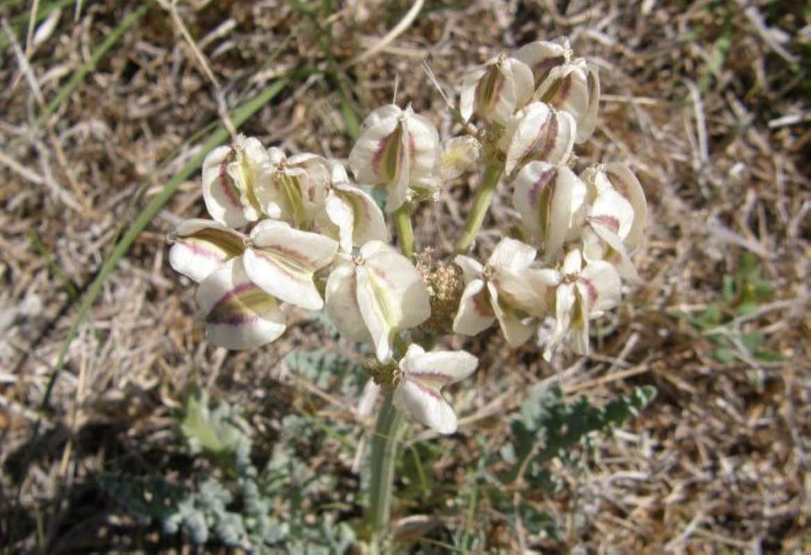Top of Plant<br>(Location of Picture: Brownwood, Brown County, Tx, 2011)