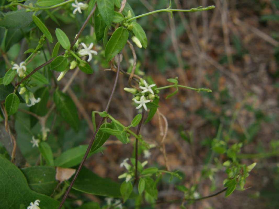 Branch<br>(Location of Picture: Bastrop SP, Basatrop Co, Tx, 2011)