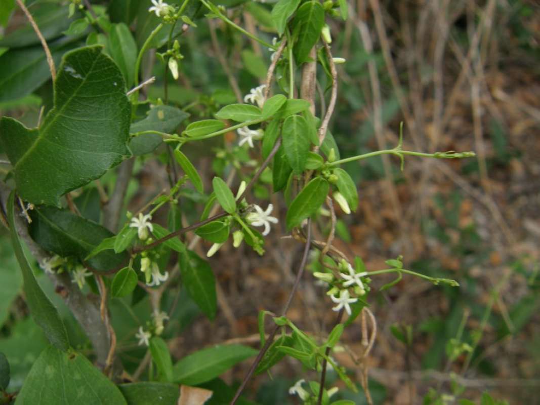 Flowers - Front View<br>(Location of Picture: Bastrop SP, Basatrop Co, Tx, 2011)