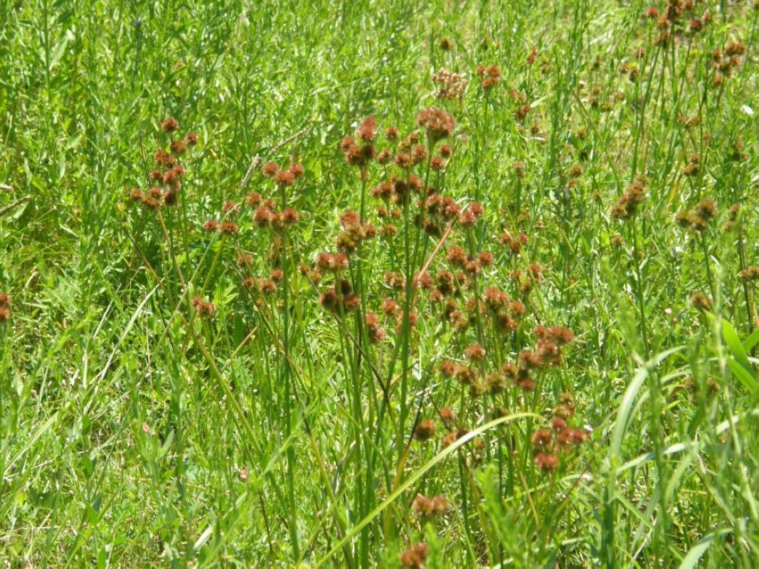 Habitat View<br>(Location of Picture: Aransas Wildlife Refuge, Tx, 2011)