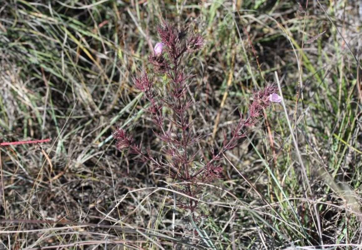 Habitat - Late Spring<br>(Location of Picture: LBJ Grasslands, Wise Co, Tx, 2011)